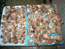 Fungi from area