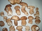 Fungi